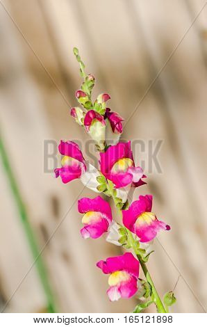 Red With Yellow Antirrhinums, Dragon Flowers Or Snapdragons, Close Up