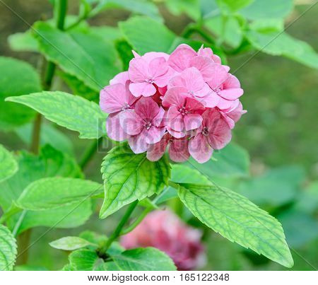 Pink, Purple  Hydrangea Or Hortensia Flower, Green Plant Bush, Close Up