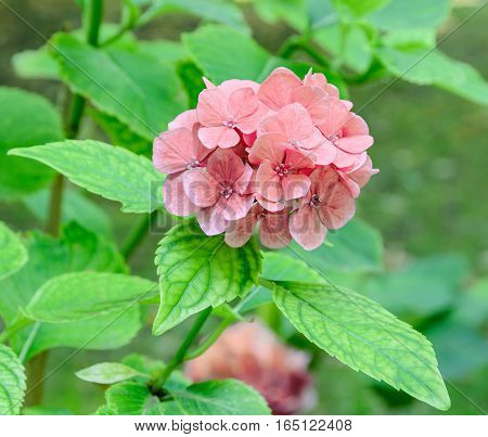 Orange Hydrangea Or Hortensia Flower, Green Plant Bush, Close Up