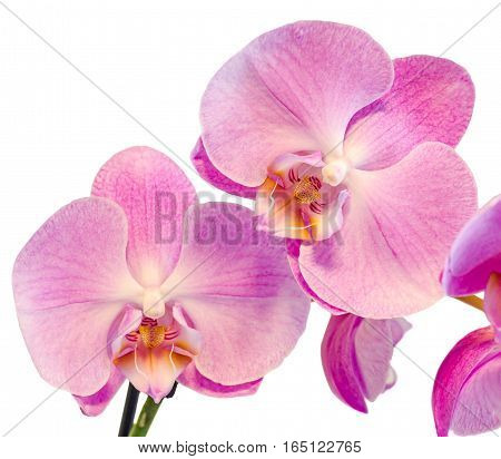 Pink Branch Orchid  Flowers, Orchidaceae, Phalaenopsis Known As The Moth Orchid, Abbreviated Phal. W