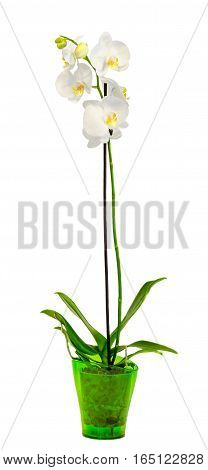 White Branch Orchid  Flowers In A Green Vase, Orchidaceae, Phalaenopsis Known As The Moth Orchid, Ab