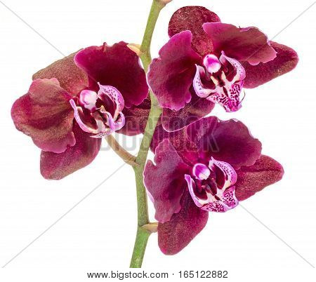 Purple Brown Branch Orchid  Flowers, Orchidaceae, Phalaenopsis Known As The Moth Orchid, Abbreviated