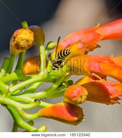Red, Orange Campsis Radicans Flowers With Bee, Trumpet Vine Or Trumpet Creeper, Also Known As Cow It