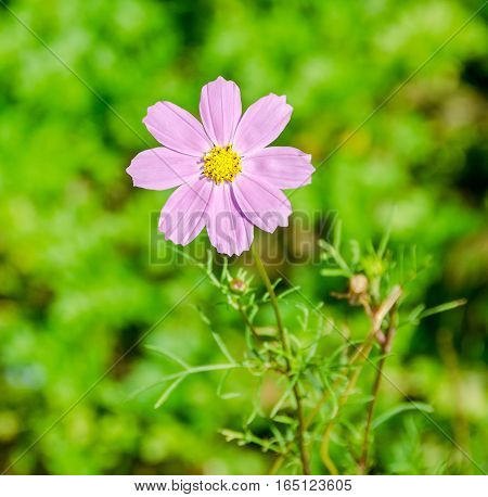 Cosmos Bipinnatus Pink Flower, Commonly Called The Garden Cosmos Or Mexican Aster, Close Up.