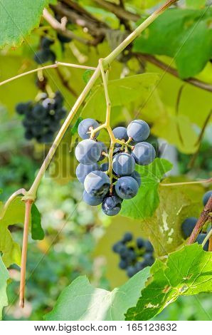 Dark Red, Purple Grapes Fruit Hang, Vitis Vinifera (grape Vine) Green Leaves In The Sun, Close Up.