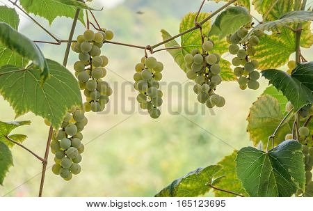 White Grapes Fruit Hang, Vitis Vinifera (grape Vine) Green Leaves In The Sun, Close Up.