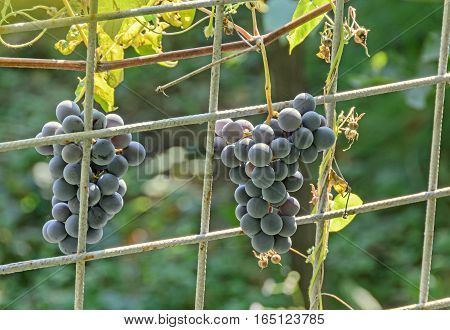 Dark red purple grapes fruit hang Vitis vinifera (grape vine) green leaves in the sun close up