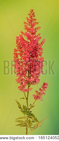 Red Astilbe Flowers, Green Bokeh Background, Close Up, Isolated. Family Saxifragaceae, Known As Fals
