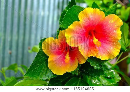 Colors of hibiscus flowers with condensation in the morning.