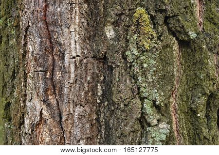 beautiful old birch bark covered with cracks and unusual structure