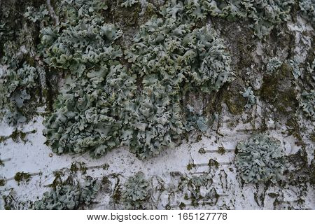 white birch bark covered with green moss and lichen in late autumn