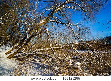 old trees in Loshitsa park manor landscape Minsk Belarus winter