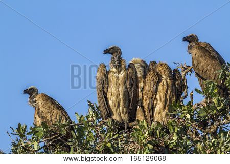 Cape vulture in Kruger national park, South Africa ; Specie Gyps coprotheres family of Accipitridae