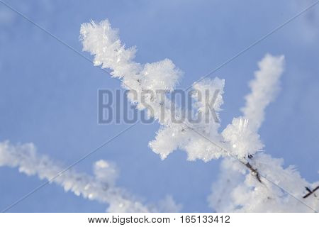 winter tale - large crystals of frost on the sprig close up on background of blue sky