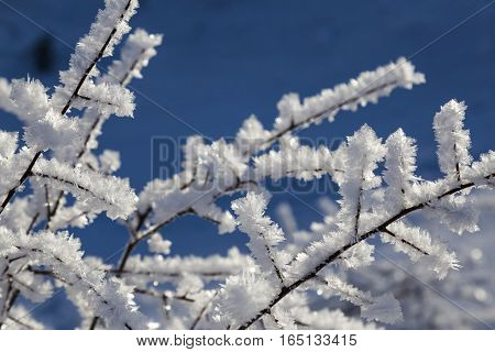 winter tale - large crystals of frost on the branches of tree close up on background of blue sky