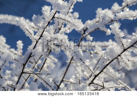 winter tale - large crystals of frost on the branches of tree close up on background of blue sky