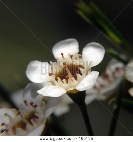 Blomster - Geraldton voks