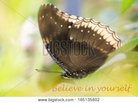 Believe in yourself - motivational quote sweet dreamy and de-focused of beautiful butterfly absorb some sweet from flowers in sunny day