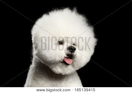 Close-up portrait of white bichon frise dog with groomed fur like ball head isolated on black background, front view