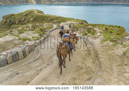 QUILOTOA, ECUADOR, FEBRAURY - 2016 - Tourists riding mules with native trainers at road in Quilotoa lagoon Ecuador