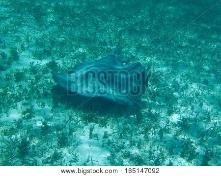 Stingray gracefully grazes the ocean floor in the Caribbean.