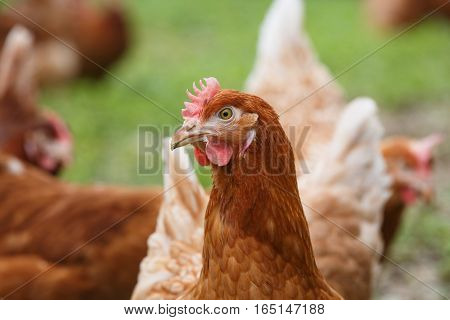 Free-range hens (chicken) on an organic farm freely grazing on a meadow. Organic farming animal rights back to nature concept.
