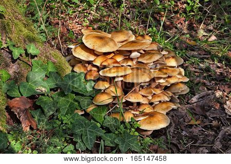 group of edible armillaria mellea (honey mushroom) growing in the stump of an old tree