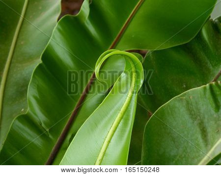 Close-up of unique young leaf of Bird's-nest fern or Asplenium nidus
