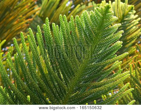 Vibrant Green Leaves of Columnar Araucaria or Cook Pine in the Afternoon Sunlight