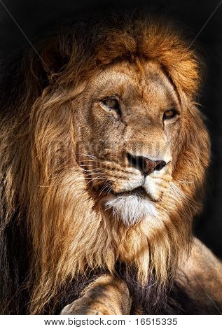 Aslan Kral