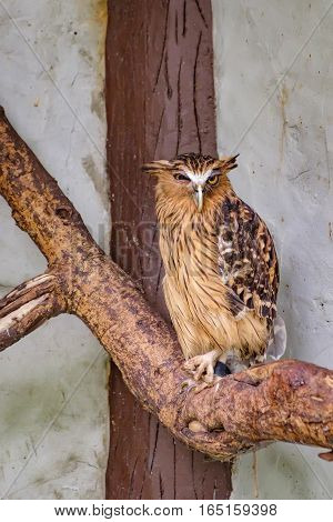 Buffy fish owl Bubo ketupu Malay fish owl sitting on a tree in Kuala Lumpur Bird park, Malaysia. Its natural habitat is wet tropical forests near water banks of rivers lakes and fish ponds.