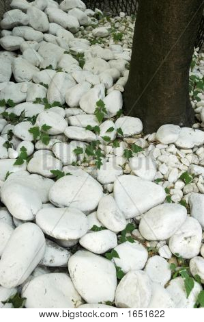 Rocce bianche