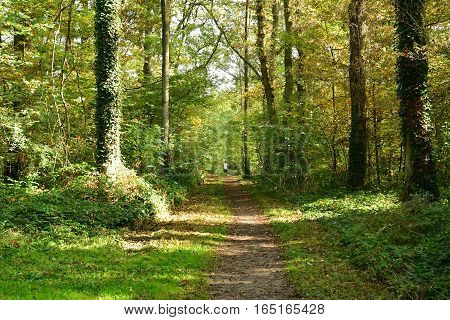 Verneuil sur Seine; France - october 30 2016 : the forest in the west of the city