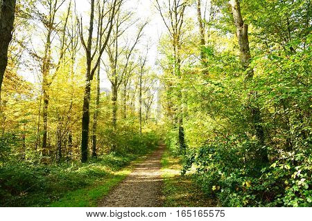 Verneuil sur Seine; France - october 30 2016 : the forest in the west of the city