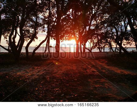 Sunset reflecting on water through shadowy trees.