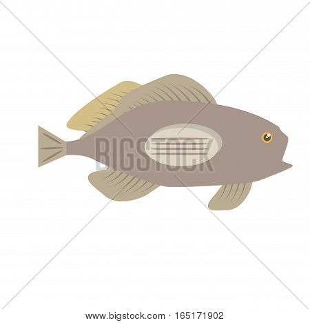 grouper fish side view sea life vector illustration eps 10