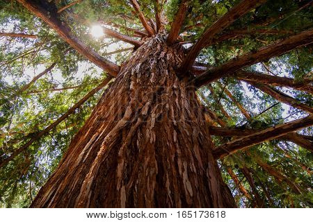 Standing under one of California's National Redwoods amazed by the beauty of nature.