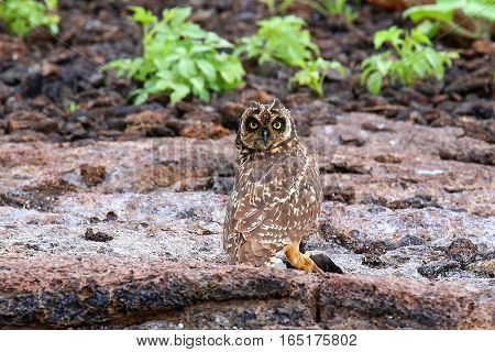 Short-eared Owl On Genovesa Island, Galapagos National Park, Ecuador