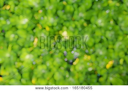 Bokeh Pattern Green Leaves Background, Blur Abstract Green Leaf