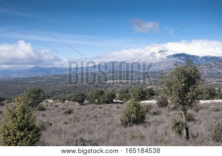 Mediterranean vegetation at Guadarrama Mountains, Madrid, Spain. It is a mountain range forming the main eastern section of the Sistema Central the system of mountain ranges at the centre of the Iberian Peninsula