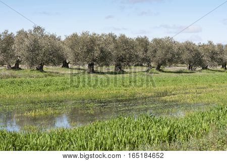 Olive grove in winter. Photo taken in Ciudad Real, Spain