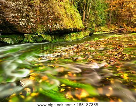 Colorful Autumn Leaves On Boulder In Fall Mountain Stream.