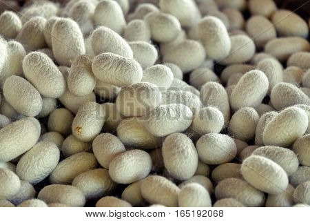 Silkworm Fibers In The Fabric Industry.