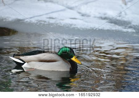 Male bird (drake) of wild duck (mallard) swims in the water in winter snow and ice in background.