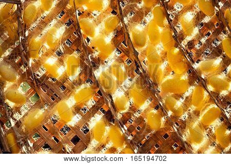 Silkworm Fibers In The Fabric Industry.