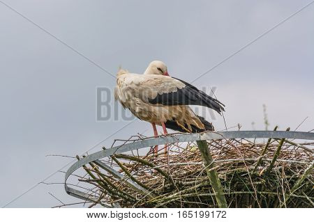 Two storks on the nest at the nest building