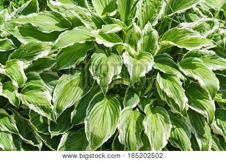 The Bush is lush green with a white margin Hosta wavy (lat. Hosta undulata)