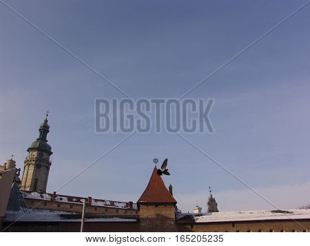Bird flying over the old town. The roofs of medieval buildings