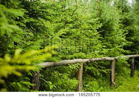 The vegetation of coniferous forests and alpine meadows