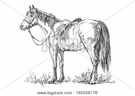 Vector illustration: Horse with saddle and bridle